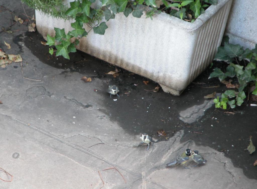 Cinciallegra a Milano